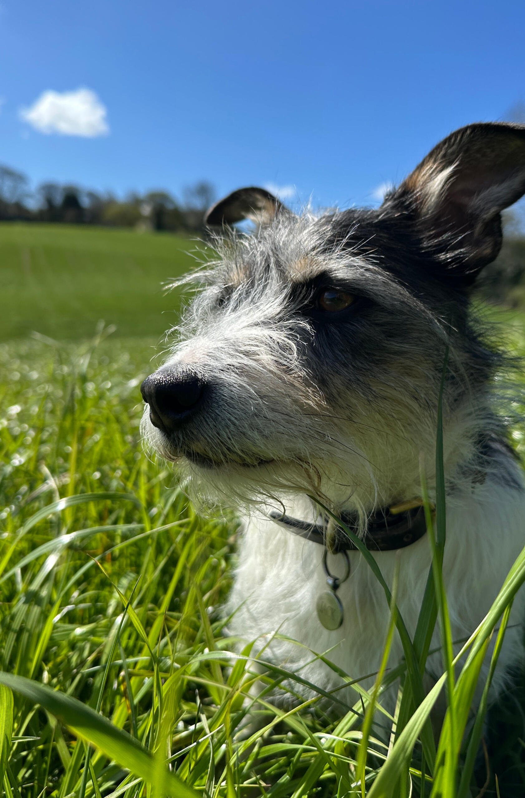 Country Sporting Dog Walks Chesterfield Prices Close-up of a Jack Russell Terrier sitting in tall grass under a bright blue sky in Chesterfield, used on the pricing page of Country Sporting Dog Walks
